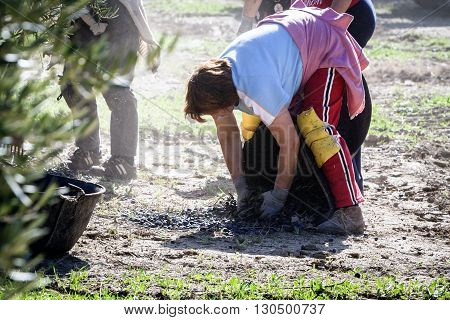 Jaen Spain - January 2008 23: Women farmers during the campaign of olive in a field of olive trees drag the olives in a basket from the floor take in Jaen Spain