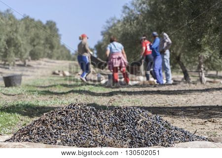 Jaen Spain - January 2 2016: Some olives on top of a sack on the floor during the harvest of olives in winter campaign take in Jaen Spain