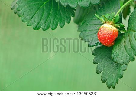 Remontant Strawberries Close Up On The Green Background