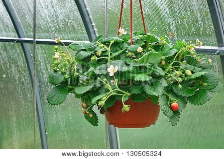 Blooming Remontant Strawberries  In Hanging Basket