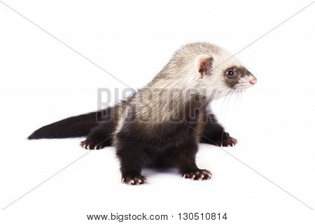 Ferret sitting and looking away in front of white background