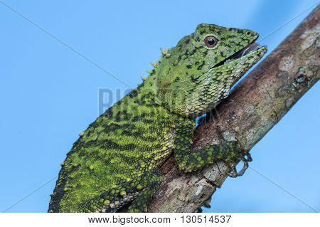 Green Lizard , Close up with a beautiful lizard , Close up view of a cute green Lizard on the wild