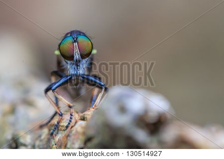 Robber Fly / Macro Shot of the Robber Fly