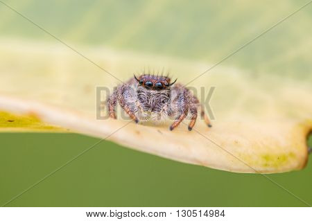 Jumping Spider / Macro Shot Of Jumping Spider of Borneo / Jumping Spider of Borneo