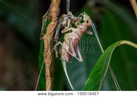 Moulting Katydid, Close-up of Mounlting Katydid of Borneo