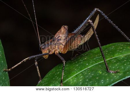Katydid, Katydid of Borneo, Close-up of Katydid