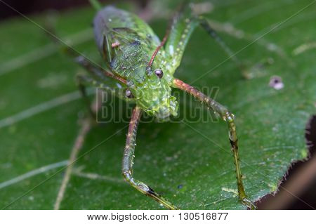 Katydid, Katydid of Borneo, Close-up of Katydid