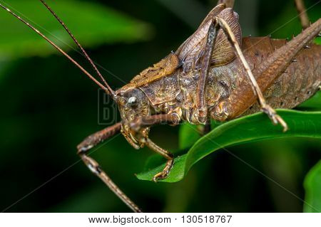 Katydid, Katydid of Borneo, Close-up of Katydid