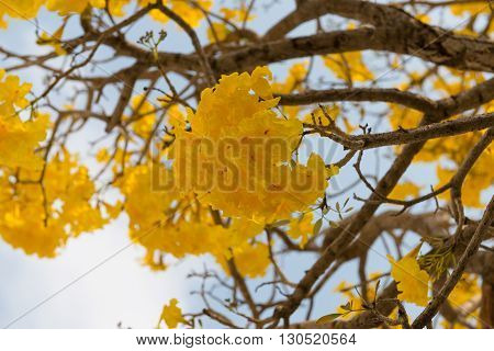 close up Silver trumpet tree Tree of gold. Paraguayan silver trumpet tre