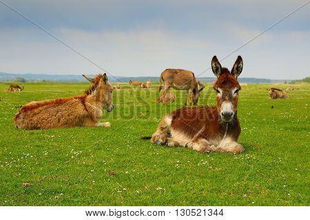 Herd of donkeys is resting on floral meadow