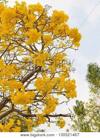 close up Silver trumpet tree Tree of gold. Paraguayan silver trumpet tre