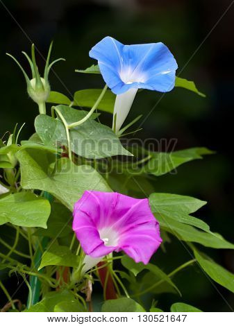 Pink And Blue Morning Glory Flower
