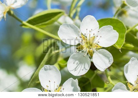Beautiful pear blossoms in a spring sunlight