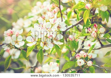 Blooming pear tree with flowers on branches closeup, blurry background