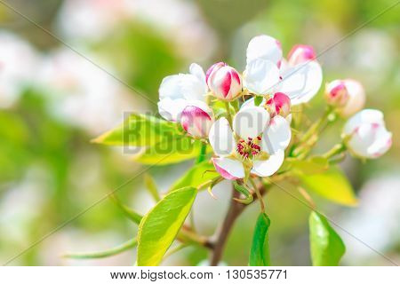 Blooming pear tree with flowers on branches closeup, blurry background