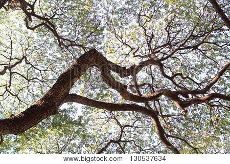 details of green leaf and branch tree foliage background