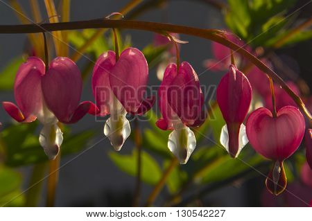 Dicentra - always attracts its original form.