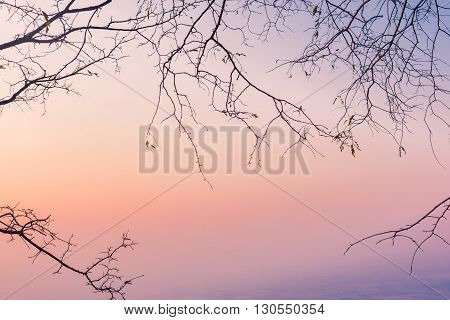 Silhouette of tree branches with nice sky in twilight time.