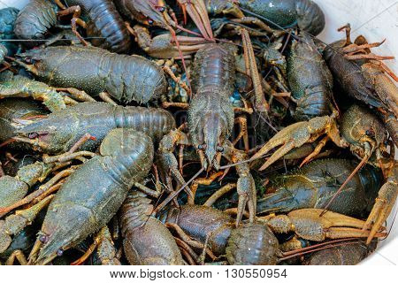 A large number of live crayfish closeup. Astacus astacus