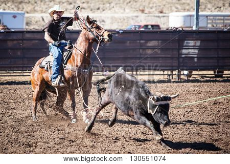 Wickenburg, USA - February 5, 2013: Riders compete in a team roping competition in Wickenburg, Arizona, USA