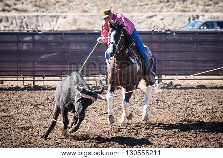 Wickenburg, USA - February 5, 2013: Riders compete in a team roping competition in Wickenburg, Arizona, USA