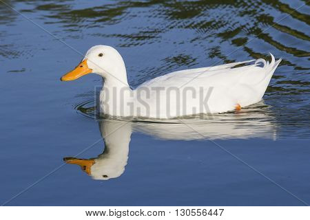 CAGLIARI - Walk in the Park of Monte Claro - Sardinia - duck and its reflection swimming in the pond.