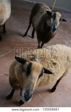 a picture of sheep on a farm
