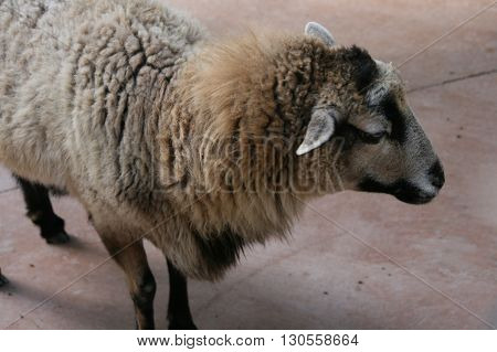 a picture of sheep on a farm