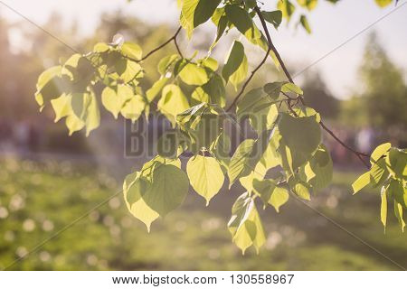Leaves of linden tree lit  thorough by sun shining through summer. Background.