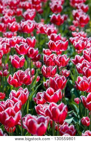 Tulip. Beautiful bouquet of tulips. colorful tulips. tulips in springcolourful tulip