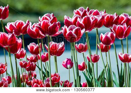 Tulip. Beautiful bouquet of tulips. colorful tulips. tulips in springcolourful tulip