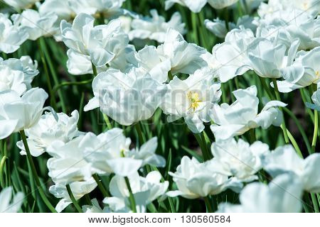 Tulip. Beautiful bouquet of tulips. colorful tulips. tulips in springcolourful tulip