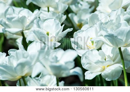 Tulip. Beautiful bouquet of tulips. colorful tulips. tulips in springcolourful tulip