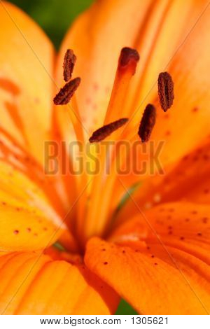 Orange Tiger Lily