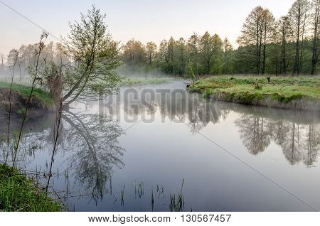 landscape with morning dew and mist at dawn