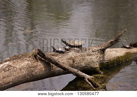 painted turtles on a log in a small pond