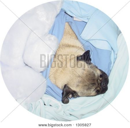 Pug In Blue