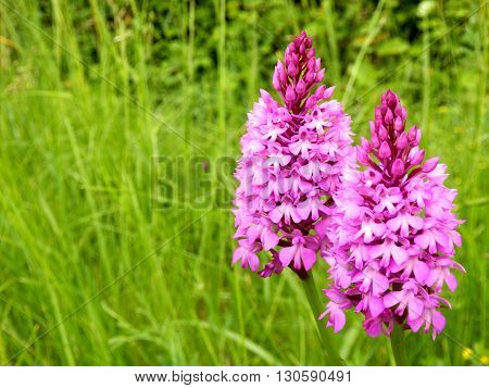 Pyramidal Orchid (Anacamptis pyramidalis) growing wild in a meadow