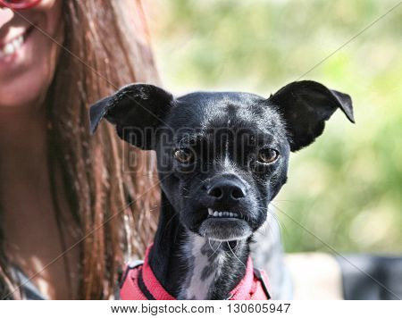 a cute boston terrier chihuahua mix with a funny under bite sitting on its unidentifiable owner's lap 