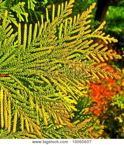 Tak van gouden thuja