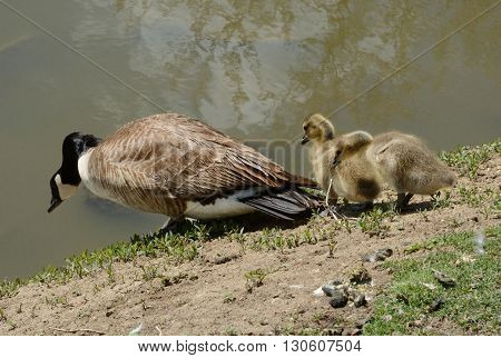 Canada Goose and goslings descending steep bank to lake