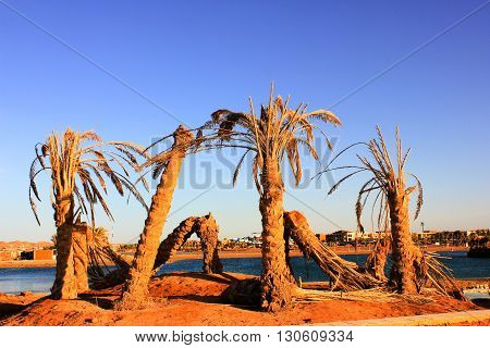 Old dead Palm Trees on the shore of the Beach.