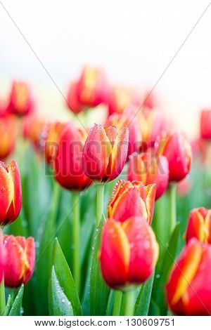 Blooming Spring Flowers Tulips In The Sunlight