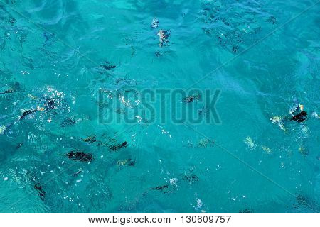 Fish swimm in the Sea. Sea Blue Water Background.