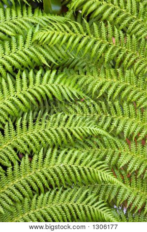 Fern