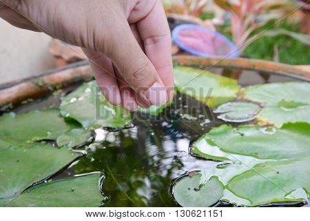 Human hand is feeding to the fish