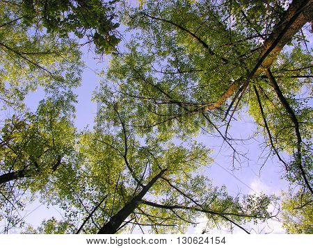 Crowns in the sky - spring forest on the sky background