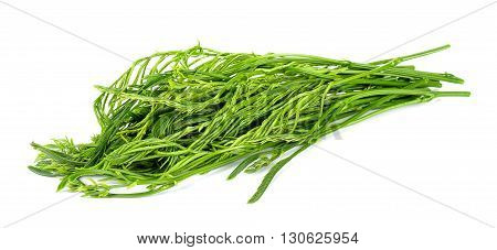 Senegalia Pennata Isolated On White Background