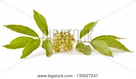 Red elderberry (Sambucus racemosa) on white background