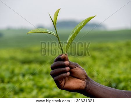 a tea leaves shown by an African